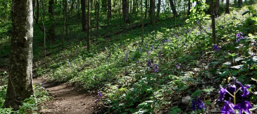 Purple wildflowers line the side of the trail