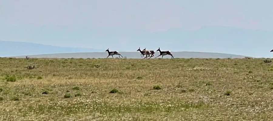 Pronghorn antelope run across a ridge in Wyoming