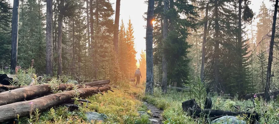 Top O' walks toward a low sun