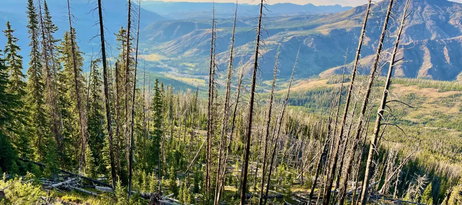 A view of a valley through burnt, dead trees