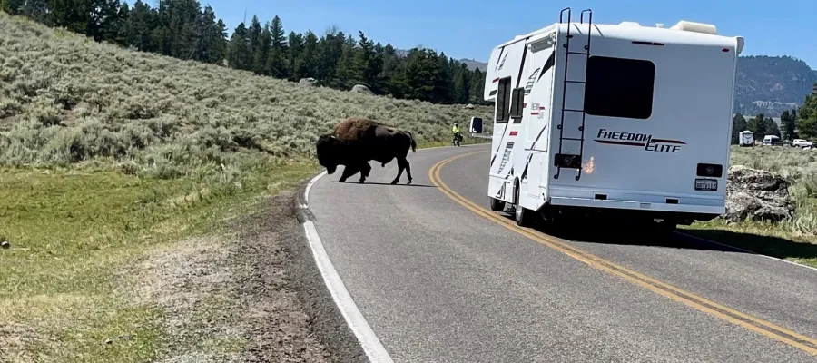 Bison crossing a road and stopping traffic in Yellowstone National Park