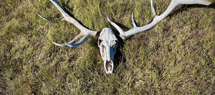 An elk skull