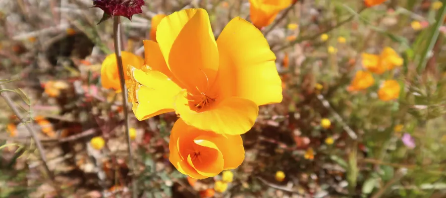 California poppy