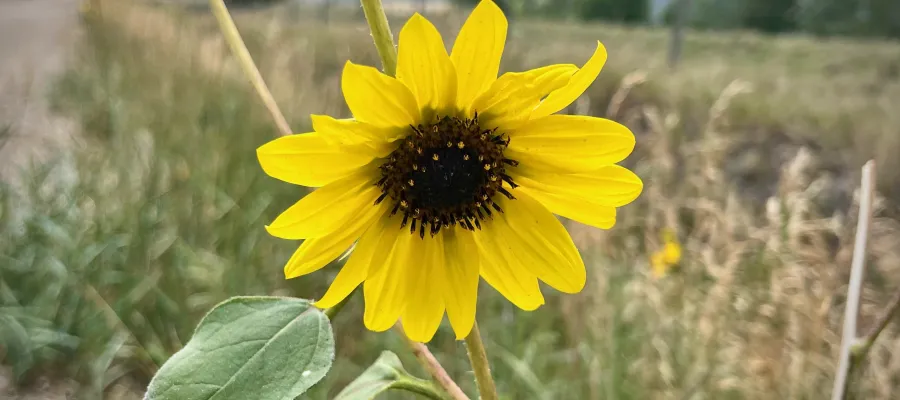 Prairie sunflower