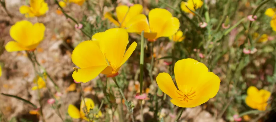 California poppies