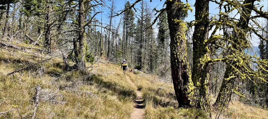 Walking between mossy trees