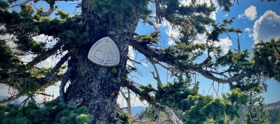 A CDT emblem nailed to a tree