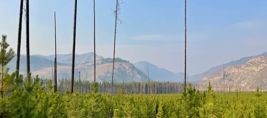 Dead trees in Bob Marshall Wilderness