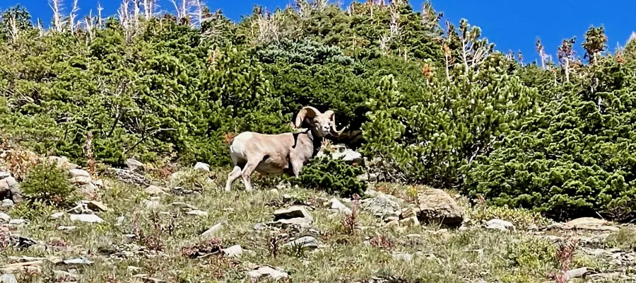 A ram grazing on a mountainside