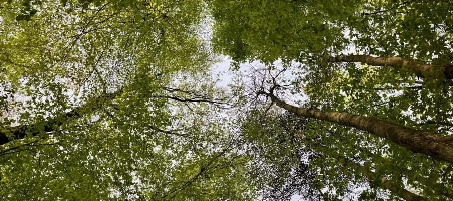A canopy of leaves
