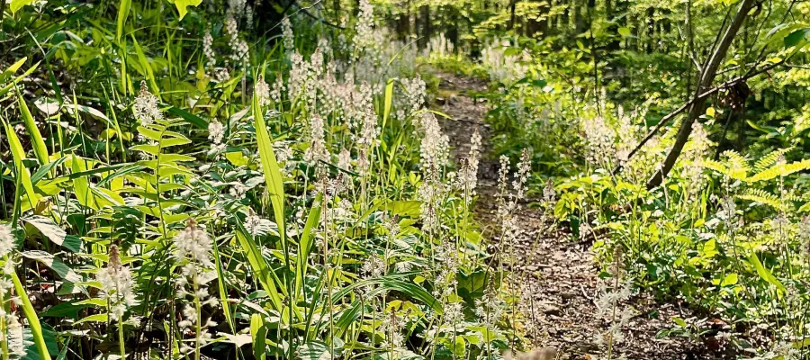 Wildflowers growing along the trail