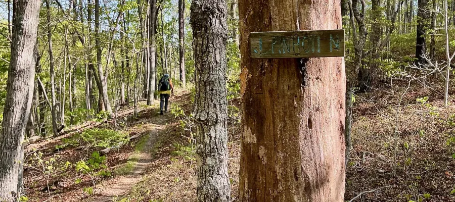 A sign nailed to a tree marking the Pinhoti Trail