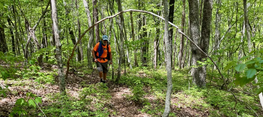 Tengo Hambre walks through an arch made of a bent tree