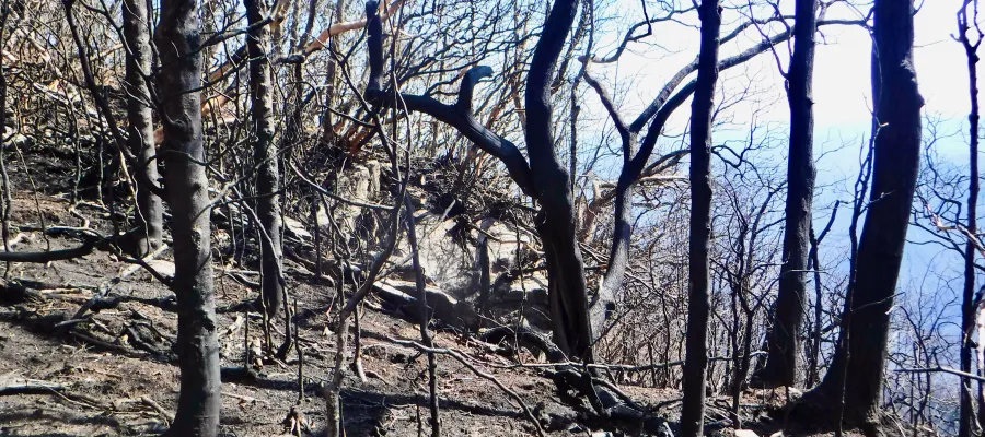 Fire damage on Standing Indian Mountain