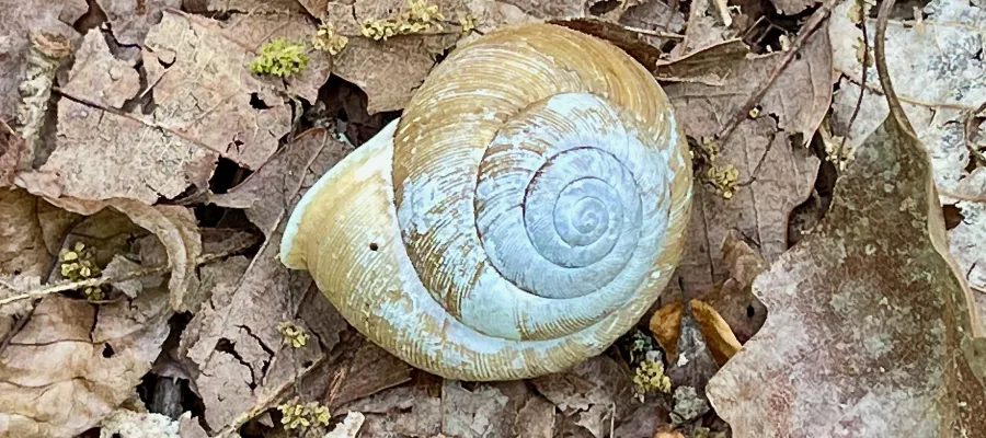 A snail shell