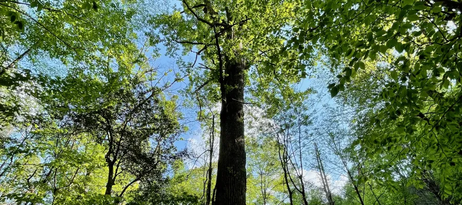 Gennett Poplar