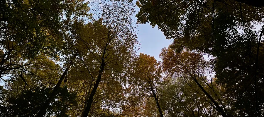 A canopy of trees