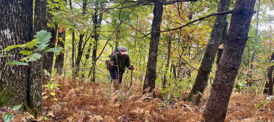 Polecat makes a climb on the Bartram Trail
