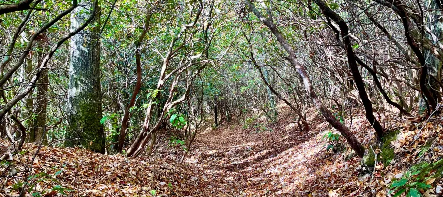 A tunnel of mountain laurel 