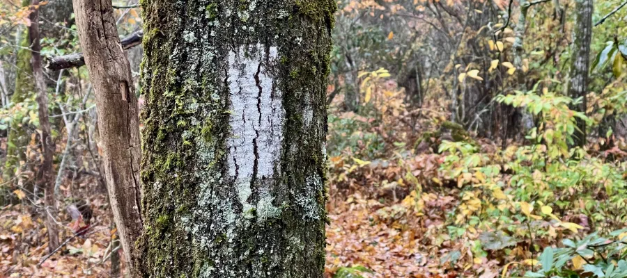 A white blaze painted on a tree