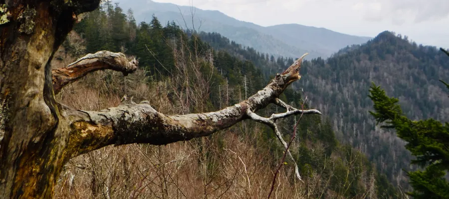 View from the trail