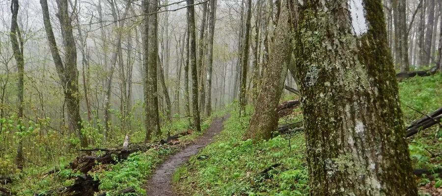 Wet and creepy trail