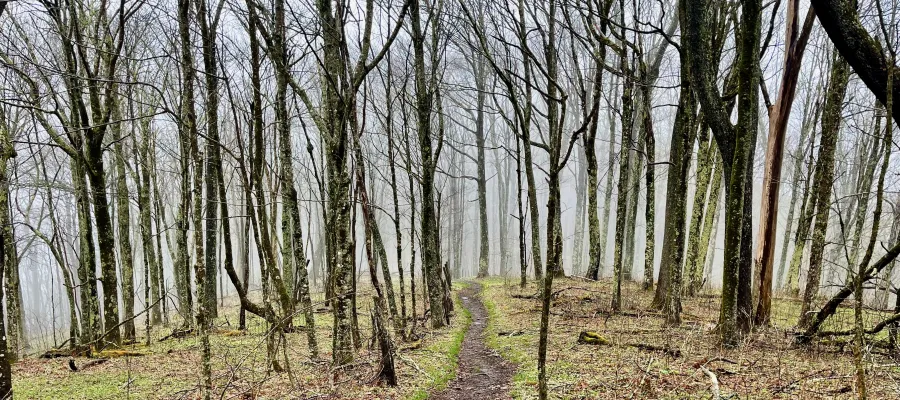 The Appalachian Trail in fog