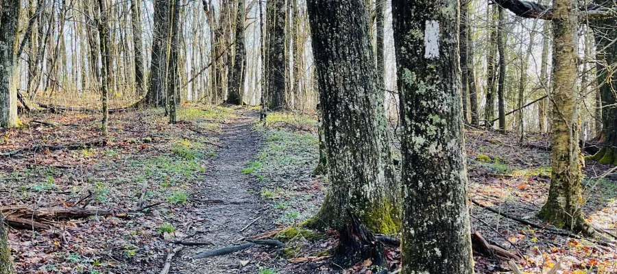 A white blaze on the Applachian Trail