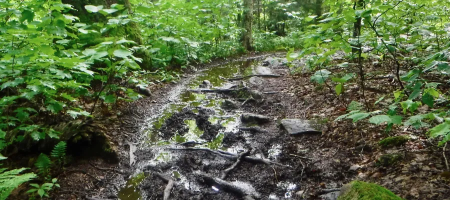 Mud and roots on the Long Trail and Appalachian Trail