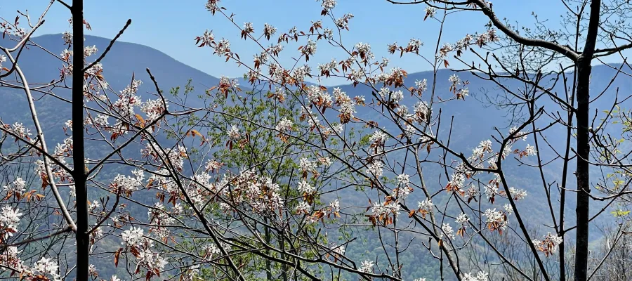 Flowers on budding trees and shrubs
