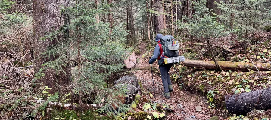 Polecat walks in the Smokies