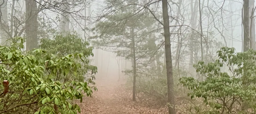 Fog settles over the trail