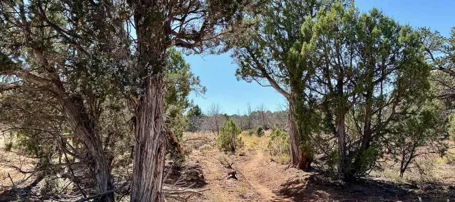 A path through trees on the Arizona Trail