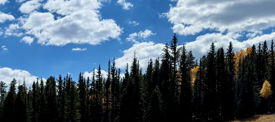 Pine trees and clouds