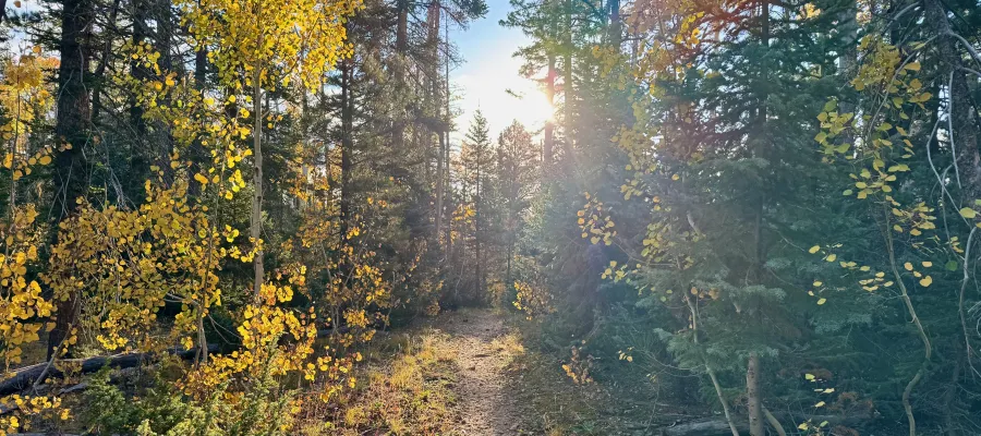 The sun shines low through trees