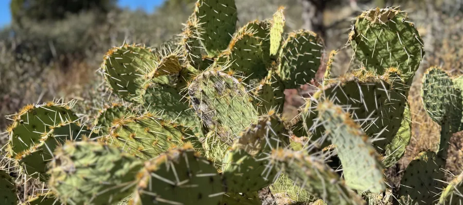 Prickly pear cactus
