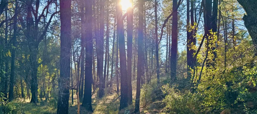 Sunlight shines through a forest