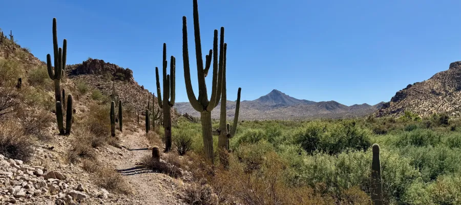 Saguaro cactus along the Arizona Trail