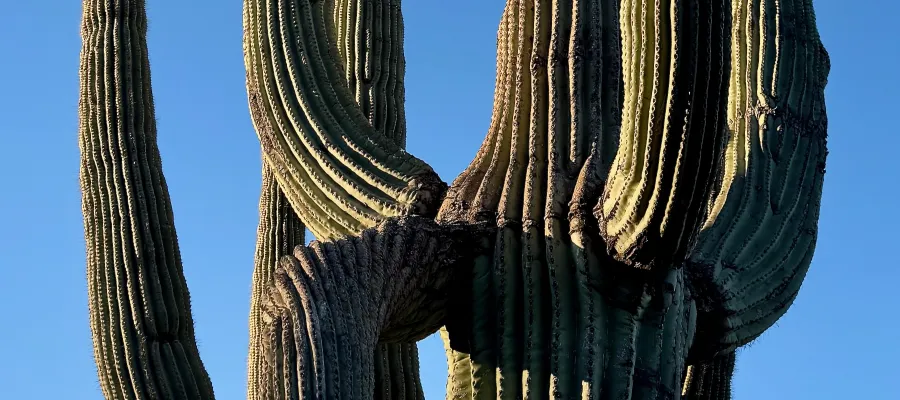 A saguaro cactus along the Arizona Trail