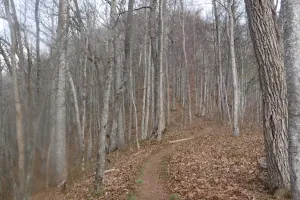Jacob's Ladder