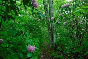 wet trail