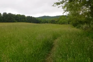 Open meadow
