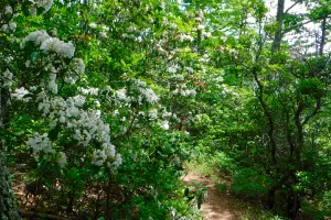 Mountain laurel on the trail
