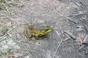 A frog at Sunfish Pond