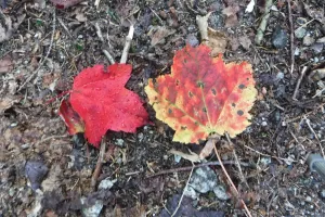 Red leaves