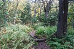 Ferns on the trail