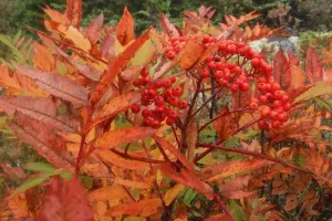 Chokeberry bushes on Bemis Mountain Second Peak