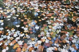 Leaves floating on water