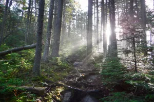 Sun breaking through Maine trees