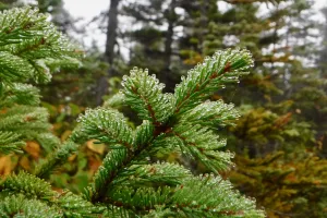 Wet fir tree
